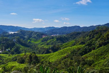 Cameron Highland çay plantasyon parlak güneşli bir günde sırasında güzel manzarasına. Organik çay plantasyon tarım bir dağda görüntüleyin. Dağlık manzara. Çay tarla, çiftlik. Tarım Tohum Sanayi kavramı.