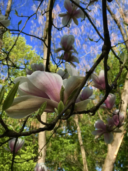 緑庭の背景に咲くとピンクの花柄背景マグノリアの花を春します ピンク開花マグノリアのクローズ アップ ビュー 太陽光で木の枝に春繊細なマグノリアの花 — ストック写真
