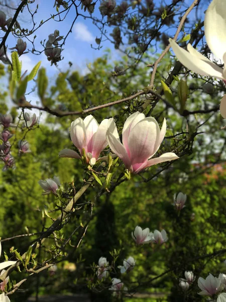 緑庭の背景に咲くとピンクの花柄背景マグノリアの花を春します ピンク開花マグノリアのクローズ アップ ビュー 太陽光で木の枝に春繊細なマグノリアの花 — ストック写真