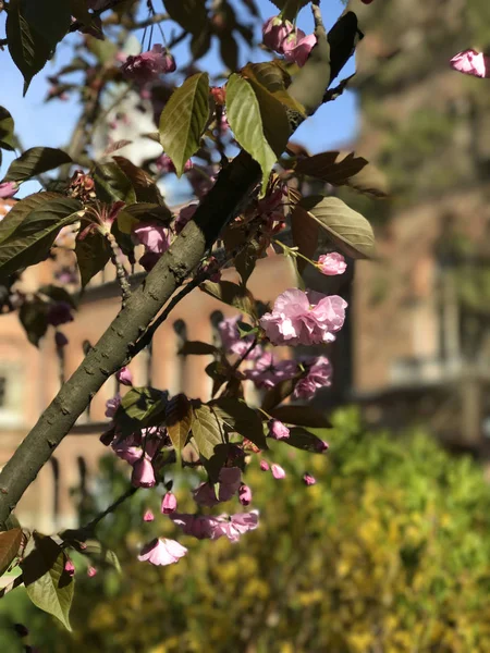 Takken Van Een Bloeiende Fruitboom Met Grote Mooie Toppen Tegen — Stockfoto