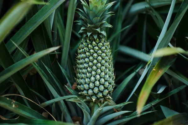 Pineapple tropical fruit growing in a farm.  Green growing pineapple on plantation. Delicious tropical fruit.  Farming and industrial agriculture concept.