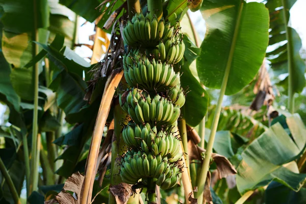 Bananträd Med Frukt Och Blomma Lummig Tropisk Trädgård Gröna Växande — Stockfoto