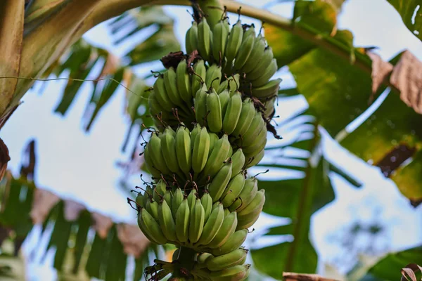 Ekologisk Grön Skog Bananträd Med Gäng Unga Gröna Bananer Frukter — Stockfoto