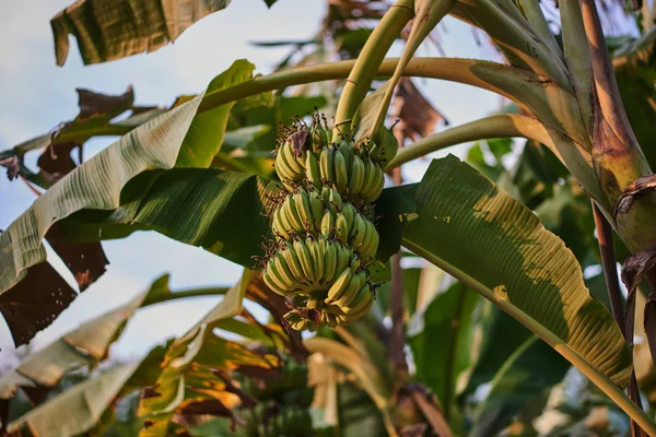 Organic green forest of banana trees with bunch of young green banana fruits for agriculture background.  Concept for sustainability agriculture and healthy eating lifestyle.