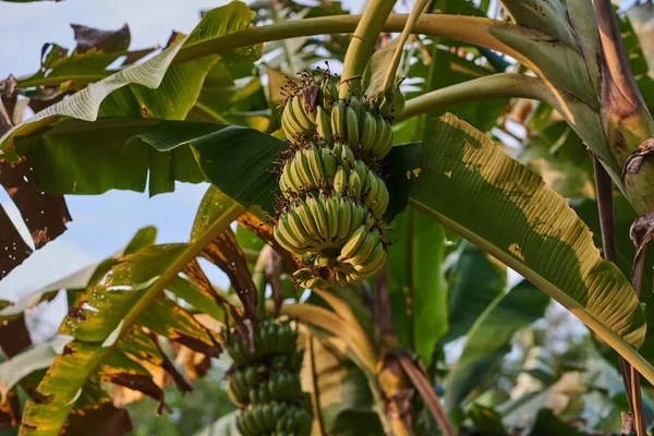 Bananträd Med Massa Bananer Klasar Gröna Bananer Växer Tropisk Regnskog — Stockfoto