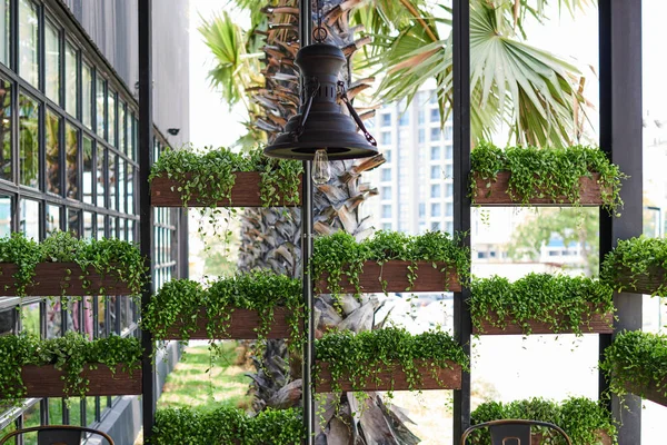 Green facade, gardening in architecture. Ecological building. Green architecture. Green plant windowsill cafe outdoor. Flower box decorating the window of a building. Abstract  background.