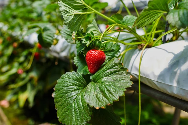 Hydroponie Řádek Plantáži Vnitřní Jahody Farmu Substrátu Pěstování Jahod Plastovém — Stock fotografie