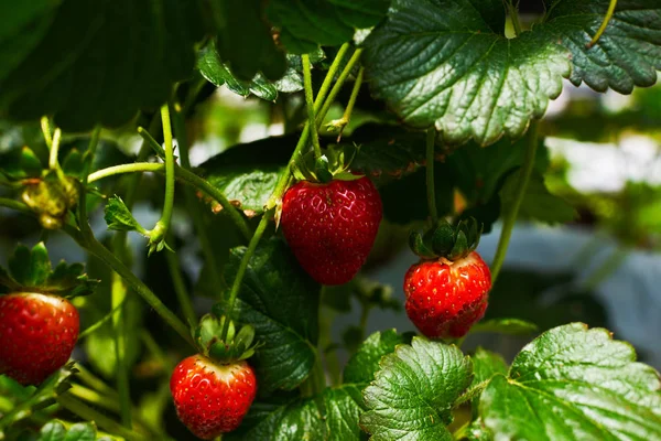 Strawberry plant. Stawberry bush. Strawberries in growth at garden. Ripe berries and foliage. Rows with strawberry plants. Fruit production. Smart agriculture, farm, technology concept.