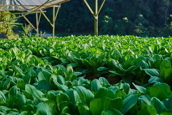 Gröna Färska Kinakål Bok Choi Planterade Växthus Landsbygden Ekologisk Köksträdgård — Stockfoto