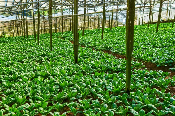 Col China Fresca Verde Bok Choi Plantada Invernadero Campo Huerto — Foto de Stock