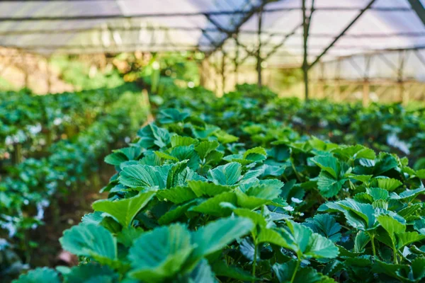 Hydroponics plant row in plantation. Indoor strawberries farm. Substrate cultivation of strawberries under plastic film on the pickers ergonomic height. Smart agriculture, farm, technology concept.