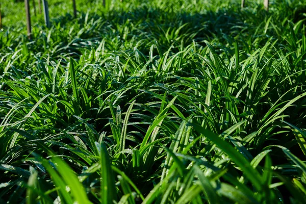 Gros Plan Des Plants Ail Vert Dans Les Champs Agricoles — Photo