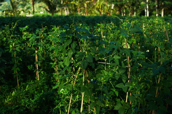 Paisagem Agrícola Campos Verdes Com Vegetais Orgânicos Plantas Feijão Floridas — Fotografia de Stock