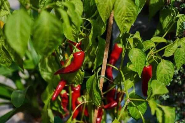 Pimentos Vermelhos Que Crescem Hidroponia Plantações Pimentas Campo Vegetais Orgânicos — Fotografia de Stock
