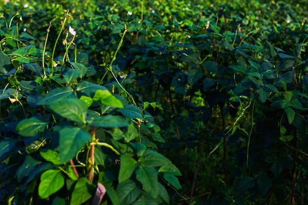 Soybean pods on the sunny field background. Agricultural soy plantation background on sunny day. Green growing soybeans against sunlight. Plantation in the farm. Agriculture and harvest concept.
