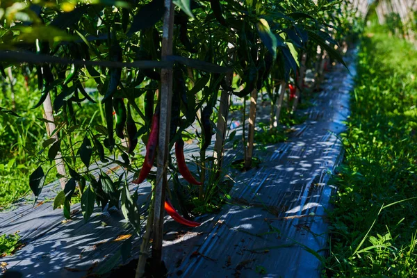 Cultivando Chiles Plantas Pimientos Una Fila Campo Cultivado Cultivo Bien — Foto de Stock