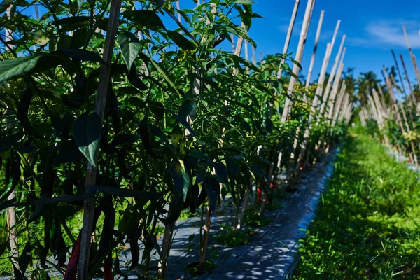 Cultivando Chiles Plantas Pimientos Una Fila Campo Cultivado Cultivo Bien — Foto de Stock