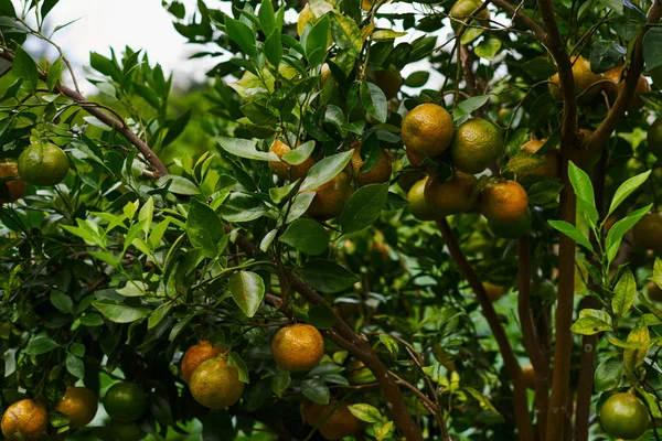 自然食品 健康的な食事 バイオ 有機食品 熟したジューシーな甘いオレンジ色のマンダリン果樹園の木の上 新鮮な熟したみかんの葉の枝 緑豊かな庭園の眺め 選択と集中 — ストック写真