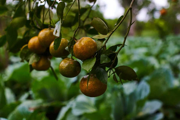 Comida Natural Alimentação Saudável Bio Alimentos Orgânicos Mandarins Laranja Doce — Fotografia de Stock