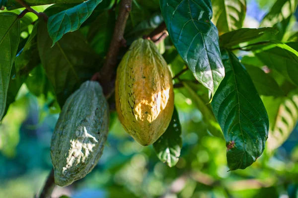 Close Yellow Orange Green Cacao Fruit Pods Sunny Day Hanging — Stock Photo, Image