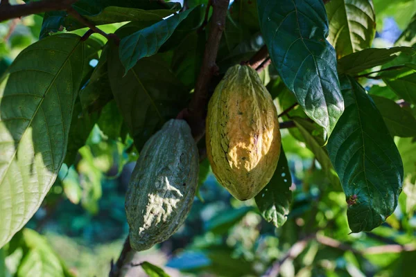 Zbliżenie Owoc Cacao Żółto Pomarańczowy Zielony Lub Strąków Słoneczny Dzień — Zdjęcie stockowe