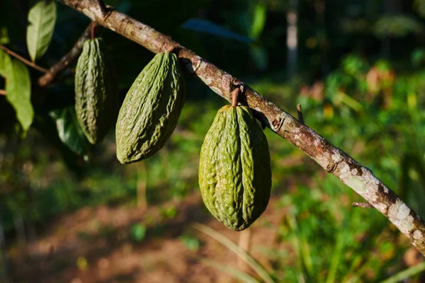 Close up of green cacao fruit or pods in the sunny day hanging on tree. Cacao tree on tropical farm. Organic cocoa beans pods in nature. Organic agriculture concept.