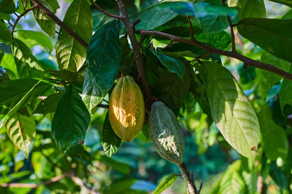 Primo Piano Frutta Baccelli Cacao Giallo Arancio Verde Nella Giornata — Foto Stock