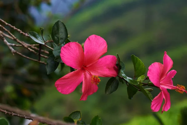 Beautiful bright large flower of red hibiscus on the blurred green background in the tropical garden. Beautiful branch with leaves and bright flowers. Blooming hibiscus. Floral background