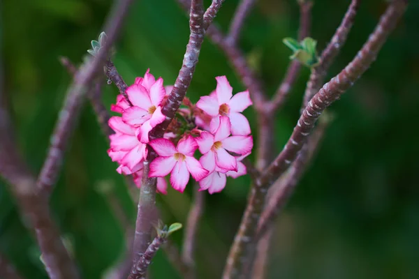 Close up desert rose. Pink Adenium tropical flower  and branch on green background in the garden. Adenium multiflorum. Desert rose. Nature and floral background with copy space.