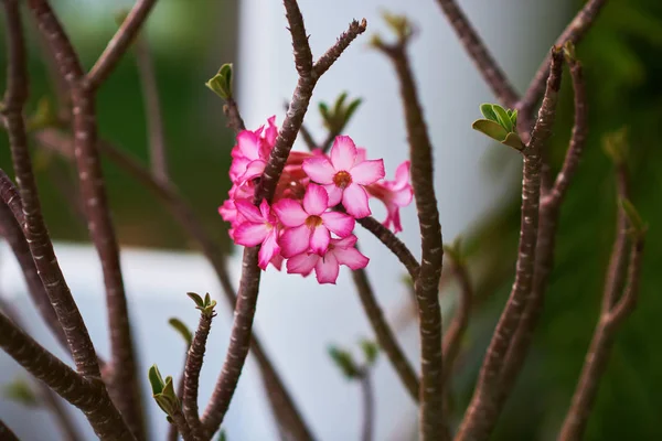 Közel Fel Virág Pink Adenium Kertben Adenium Multiflorum Sivatag Rózsája — Stock Fotó