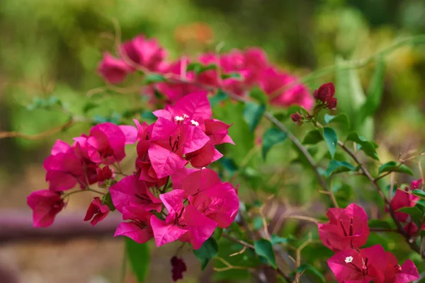 Gyönyörű Murvafürttel Húsos Levelek Fényes Virágok Nagy Virágzó Lila Virágok — Stock Fotó