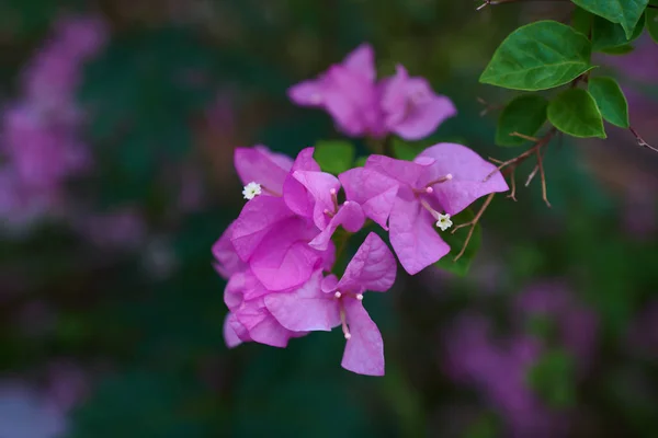 Gyönyörű Murvafürttel Húsos Levelek Fényes Virágok Nagy Virágzó Lila Virágok — Stock Fotó