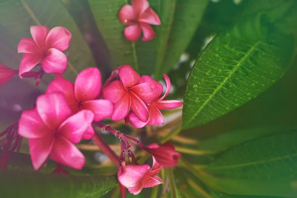 Tło Różowy Plumeria Tropikalnych Frangipani Kwiaty Jasny Zielony Liści Tło — Zdjęcie stockowe