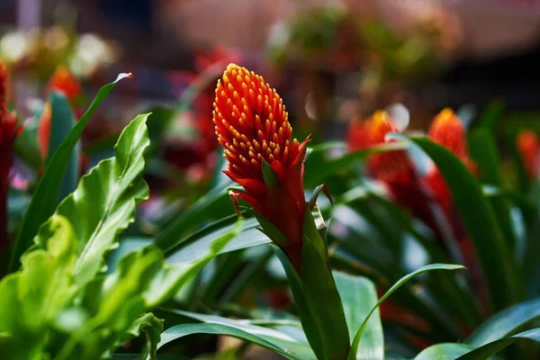 Guzmania Conifera Flowers Orangery Cultivation Various Colorful Flowers Greenhouse Beautiful — Stock Photo, Image