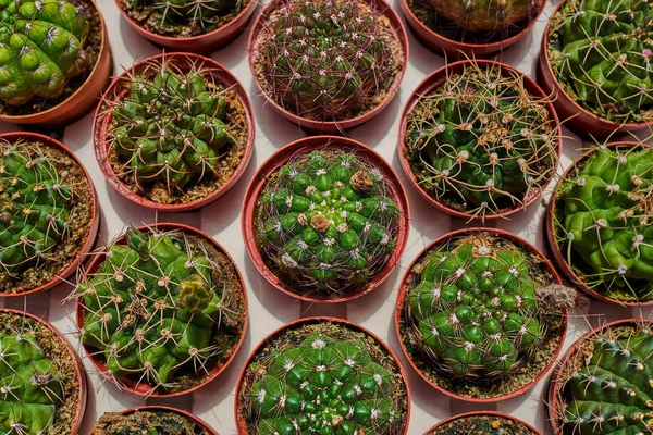 Diferentes Tipos Cactos Mercado Vista Superior Muitos Cactos Plantação Cactos — Fotografia de Stock