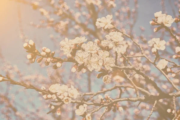 Kwitnąca Drzewo Owocowe Duże Piękne Pąki Przeciwko Jasne Błękitne Niebo — Zdjęcie stockowe