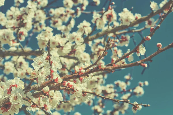 春の明るい青空桜やリンゴの花に対して大きな美しいつぼみと開花果樹の枝 美しい花の咲く果樹 自然な背景 トーンのイメージ — ストック写真