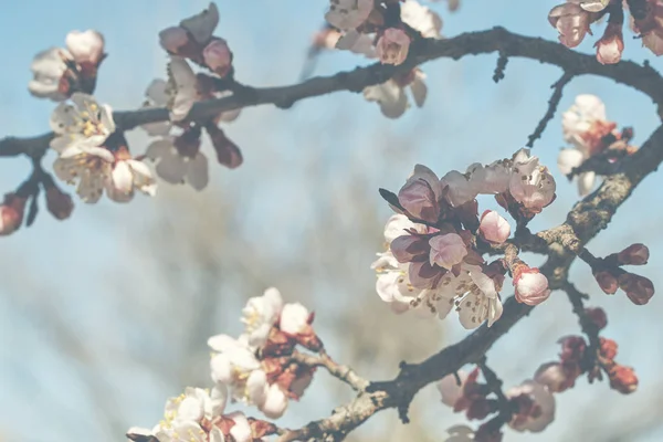 春の背景 明るい青空に対して大規模な美しい蕾開花果樹の枝 春の桜やリンゴの花 自然の背景 コピー スペースとトーンのイメージ — ストック写真