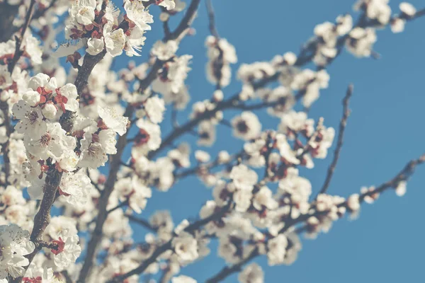 春の明るい青空桜やリンゴの花に対して大きな美しいつぼみと開花果樹の枝 美しい花の咲く果樹 自然な背景 トーンのイメージ — ストック写真