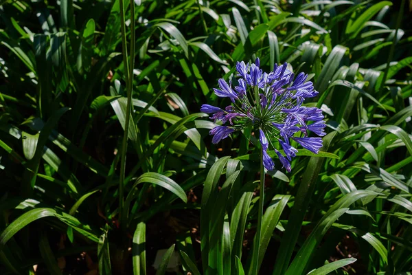 蓝色葱属 花在橘园 在温室里种植各种五颜六色的花朵 花店里有美丽的花朵 花园中心 日光温室花卉品种繁多 — 图库照片