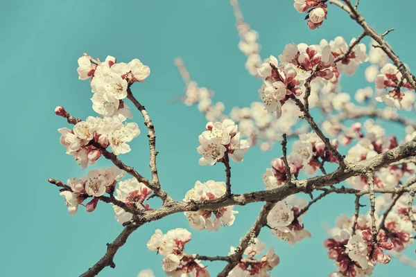 春の明るい青空桜やリンゴの花に対して大きな美しいつぼみと開花果樹の枝 美しい花の咲く果樹 自然な背景 トーンのイメージ — ストック写真