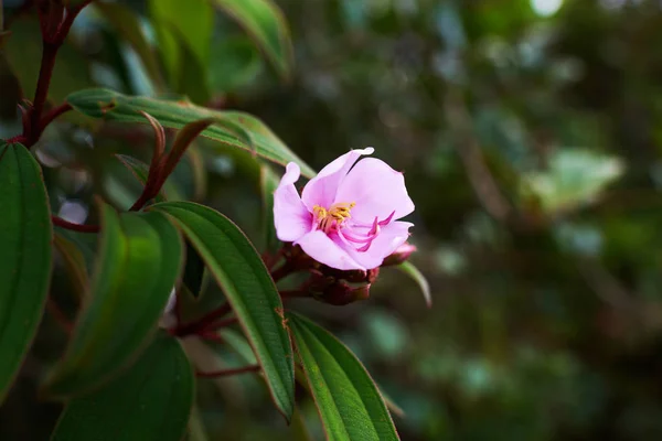 Fotografia Makro Dekoracyjny Tynk Dziki Kwiat Płatkami Odcieniach Różu Zielony — Zdjęcie stockowe