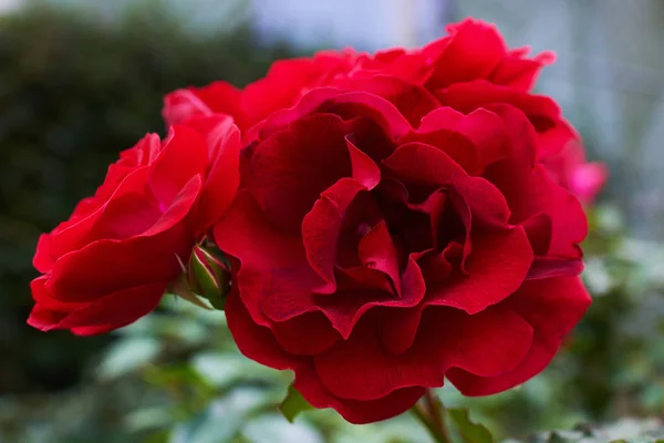 Nahaufnahme Roter Rosenhintergrund Blätter Und Erde Garten — Stockfoto