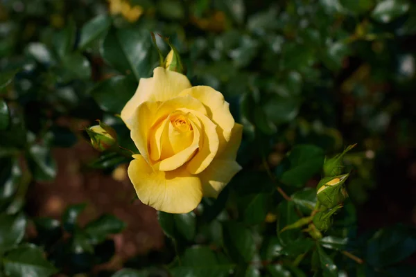 花园里树枝上的黄玫瑰 美丽的鲜玫瑰花在农村花坛 — 图库照片