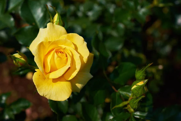 Flower yellow rose on natural background. The summer season. Close up, soft focus background.