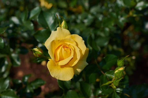 把黄玫瑰花收起来 黄色玫瑰与明亮的绿色叶子在花园中的绿色背景特写 — 图库照片
