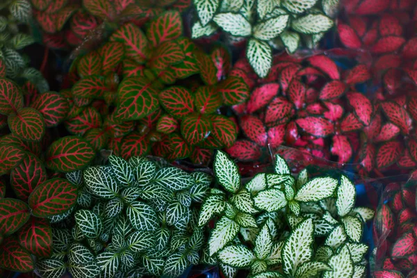 Fittonia Kleurrijke Bloemen Fittonia Bloemenwinkel Close Van Groene Rode Patroon — Stockfoto