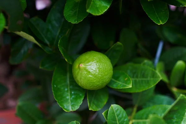 Fresh green lime hanging on the branches with leaves on tree. Organic garden. Lime is a hybrid citrus fruit. Lemon fruit with vitamin C high, the lemon juice is a popular water lime for drinking.