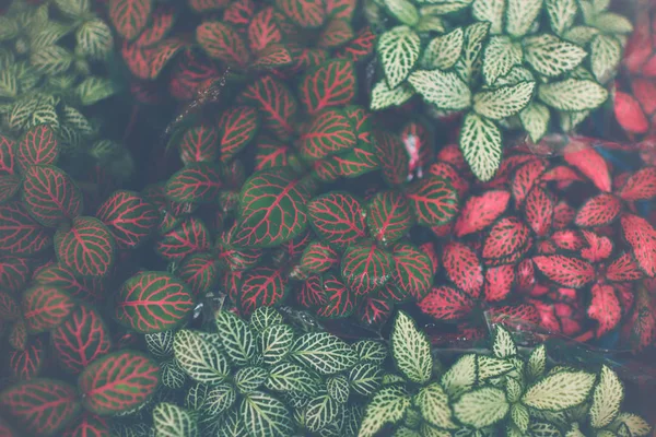 Fittonia Colorful Flowers Fittonia Flower Shop Close Green Red Pattern — Stock Photo, Image