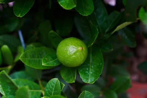 Φρέσκο Πράσινο Lime Που Κρέμονται Από Κλαδιά Φύλλα Στο Δέντρο — Φωτογραφία Αρχείου